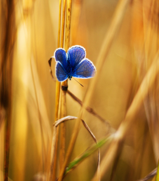 Blue Butterfly In Autumn Field - Obrázkek zdarma pro Nokia C5-06