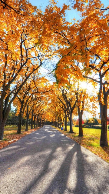 Autumn Alley in September wallpaper 360x640