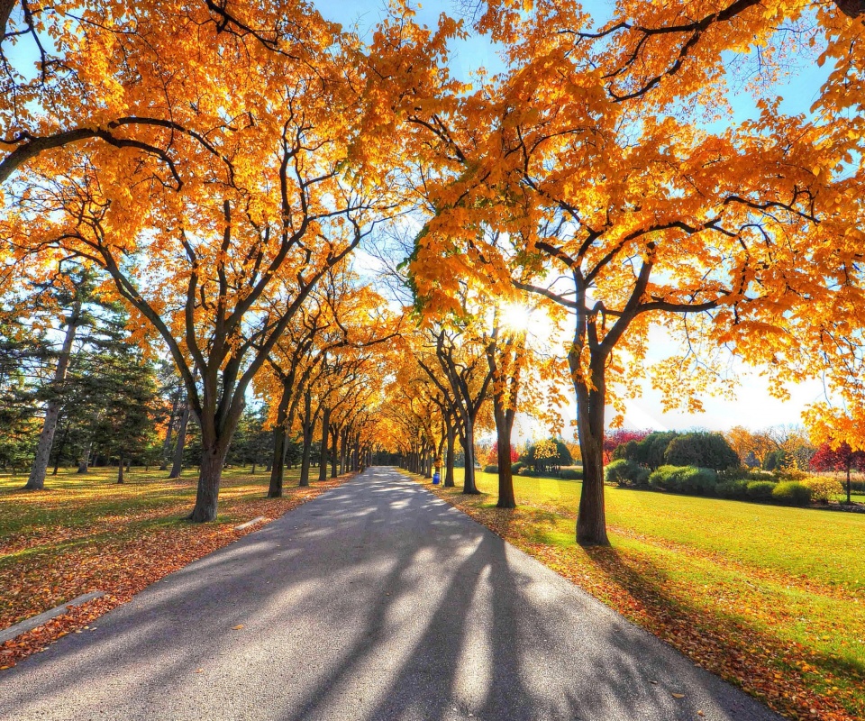 Autumn Alley in September screenshot #1 960x800