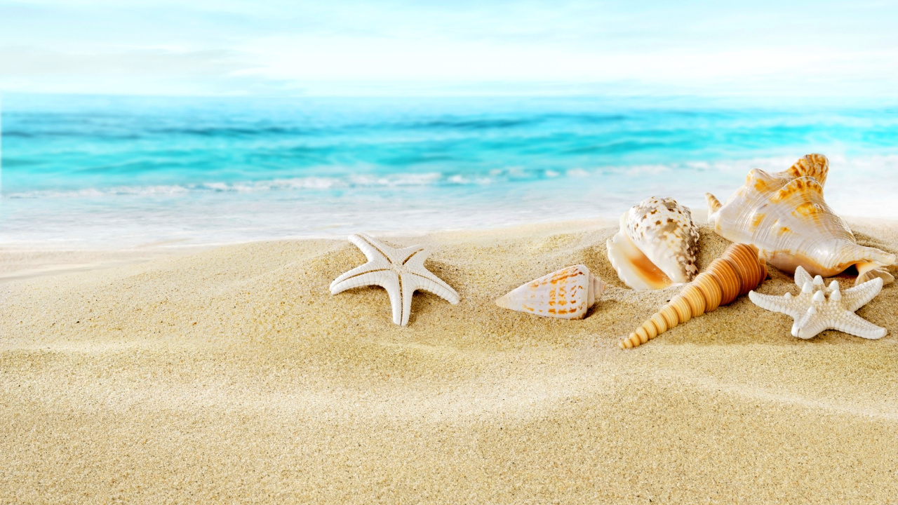 Fondo de pantalla Seashells on Sand Beach 1280x720
