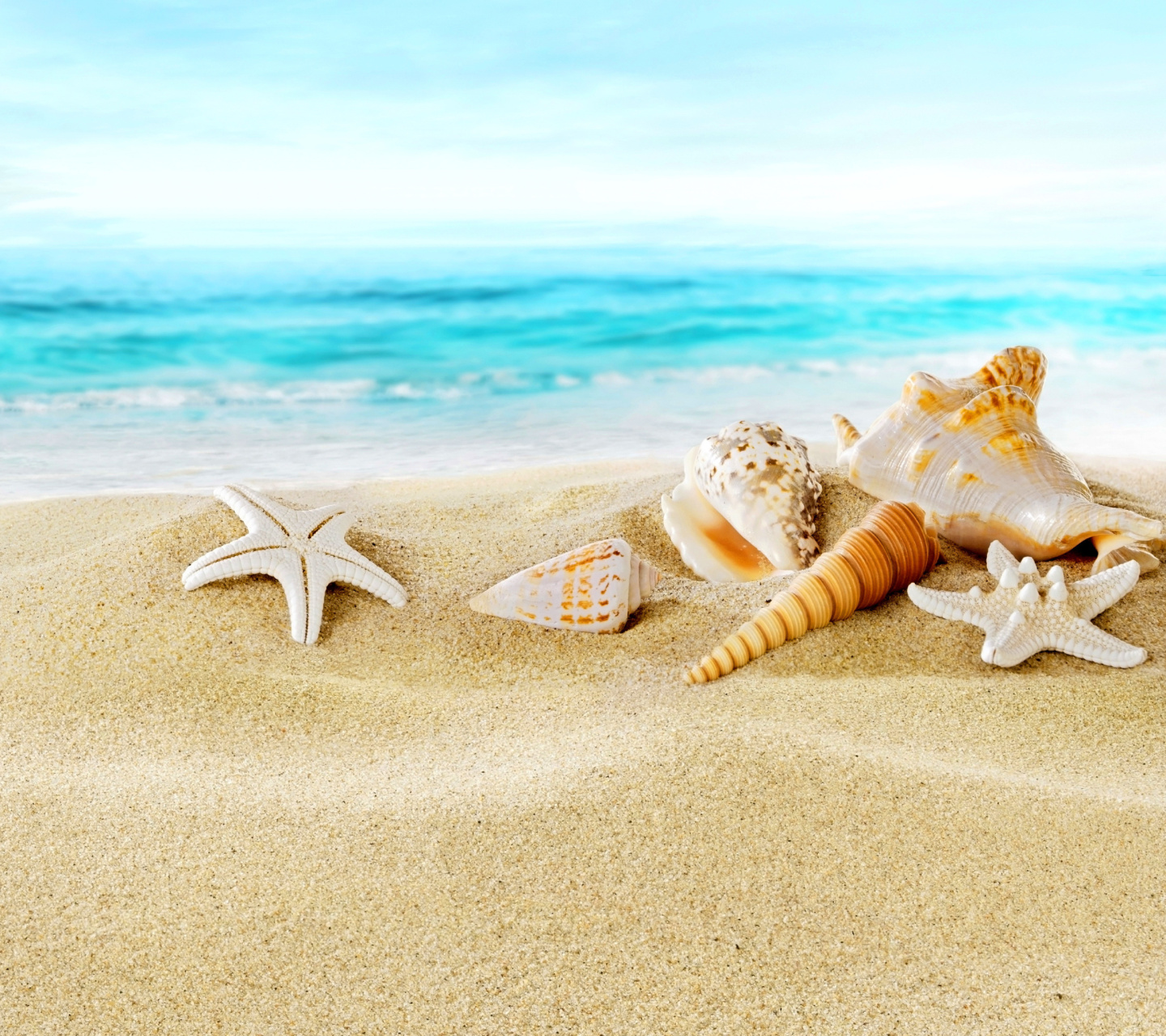 Обои Seashells on Sand Beach 1440x1280