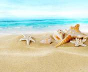 Seashells on Sand Beach wallpaper 176x144
