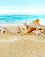 Обои Seashells on Sand Beach 176x220