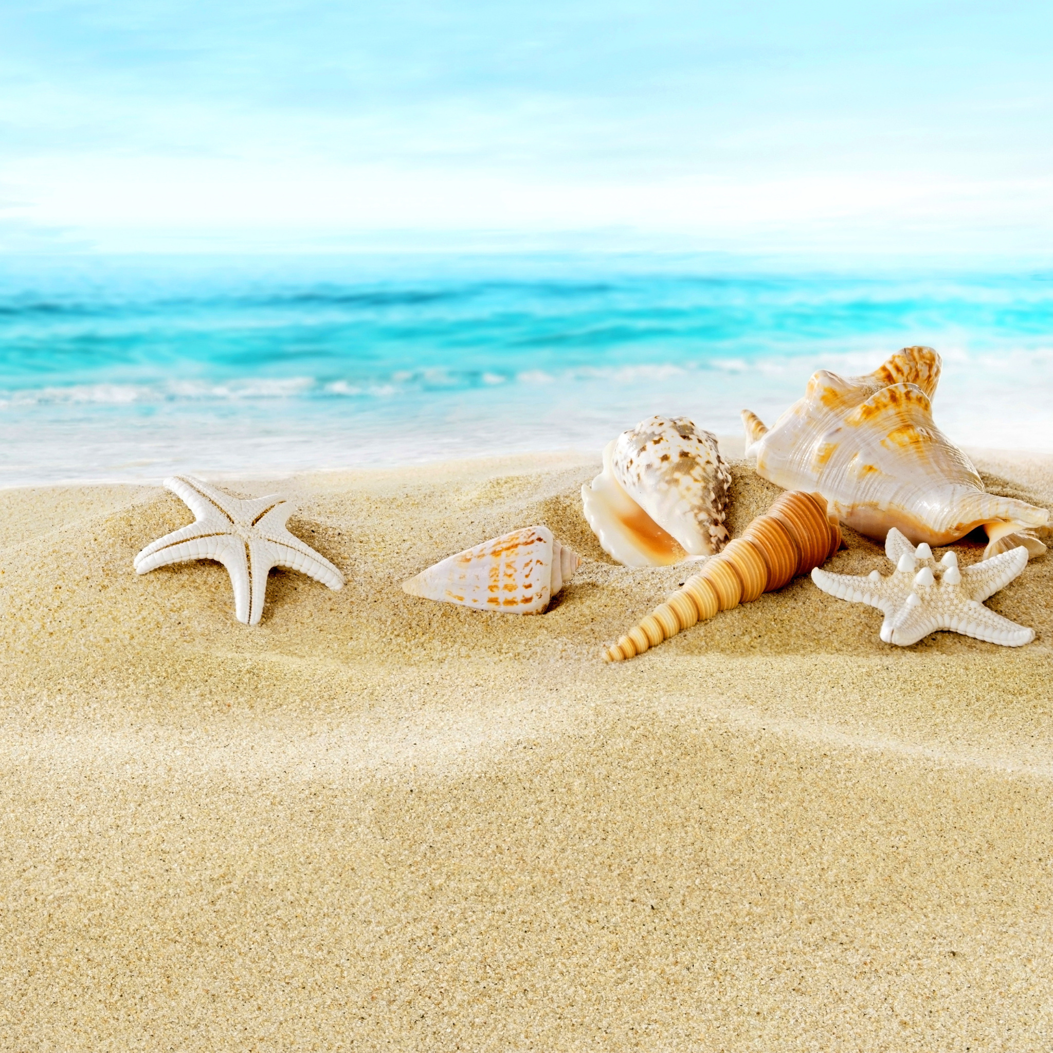 Screenshot №1 pro téma Seashells on Sand Beach 2048x2048