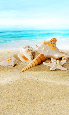 Seashells on Sand Beach screenshot #1 240x400