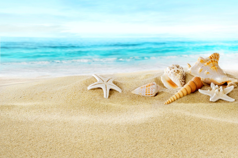 Fondo de pantalla Seashells on Sand Beach 480x320