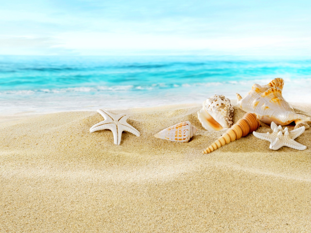 Обои Seashells on Sand Beach 640x480