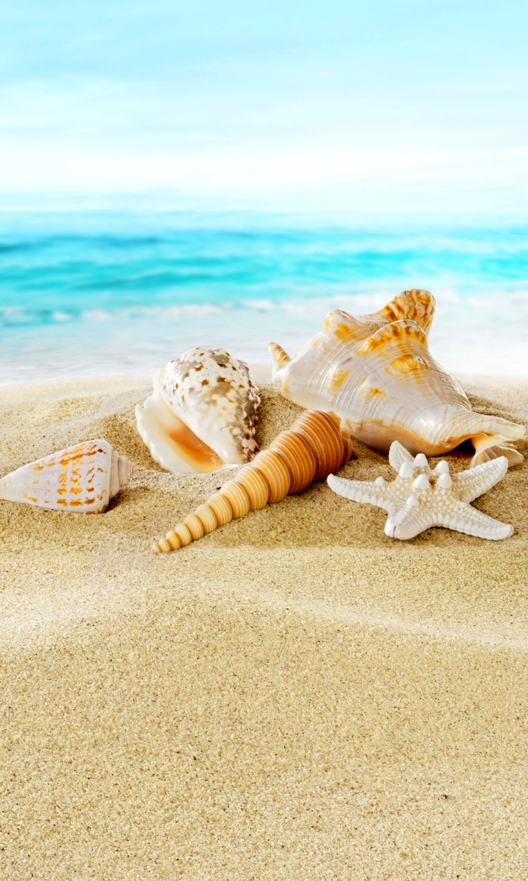 Das Seashells on Sand Beach Wallpaper 768x1280