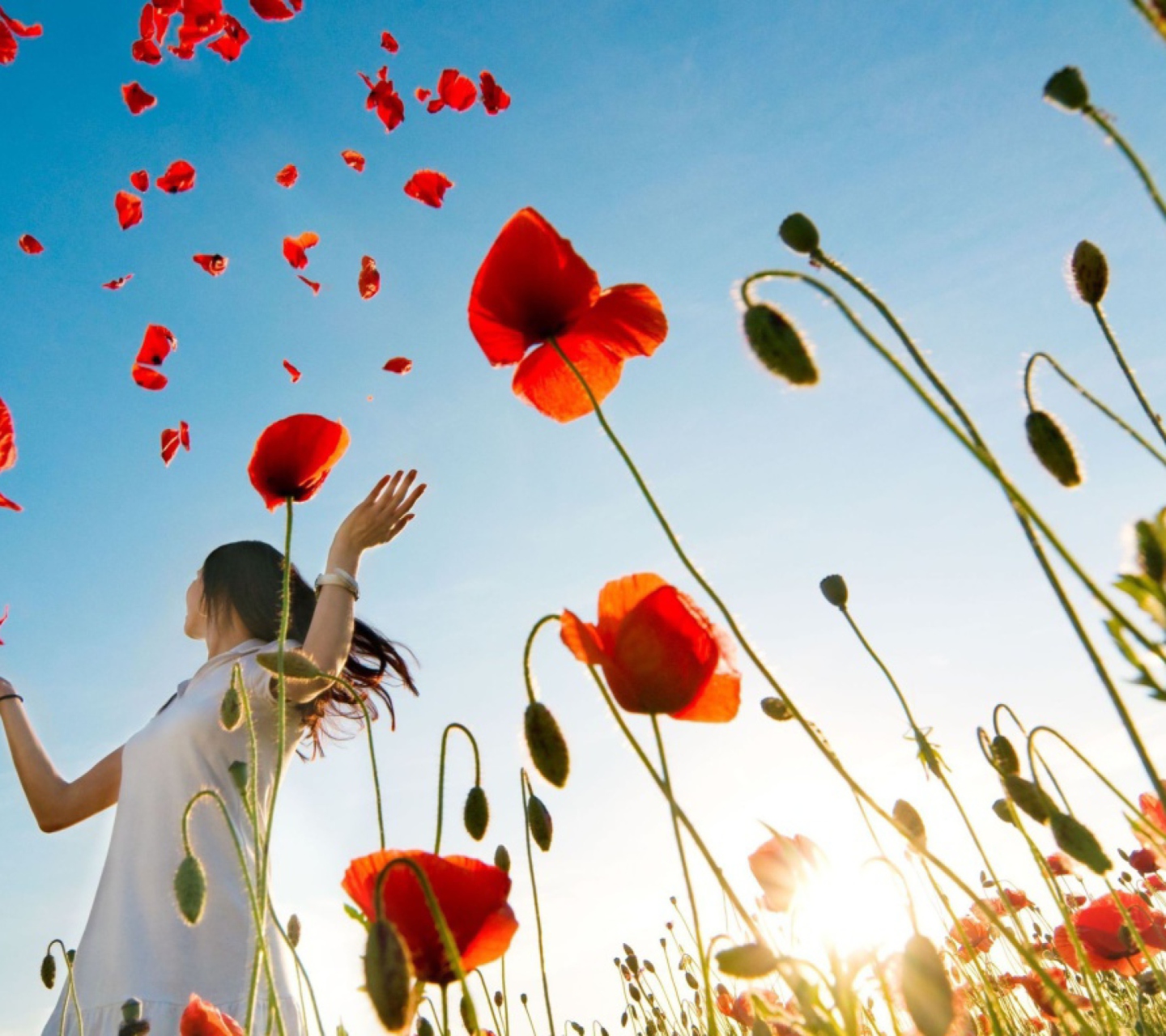 Обои Girl In Poppies 1440x1280