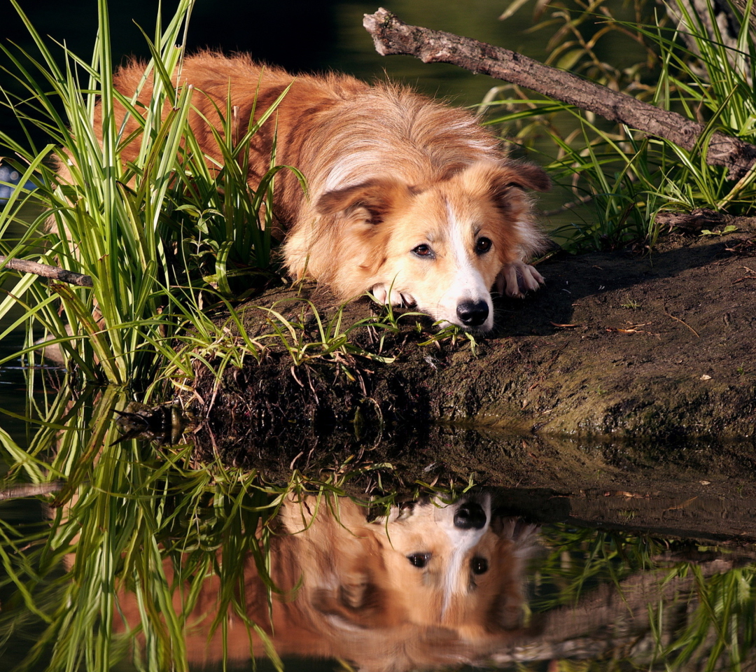 Обои Ginger Dog Resting By Lake 1080x960