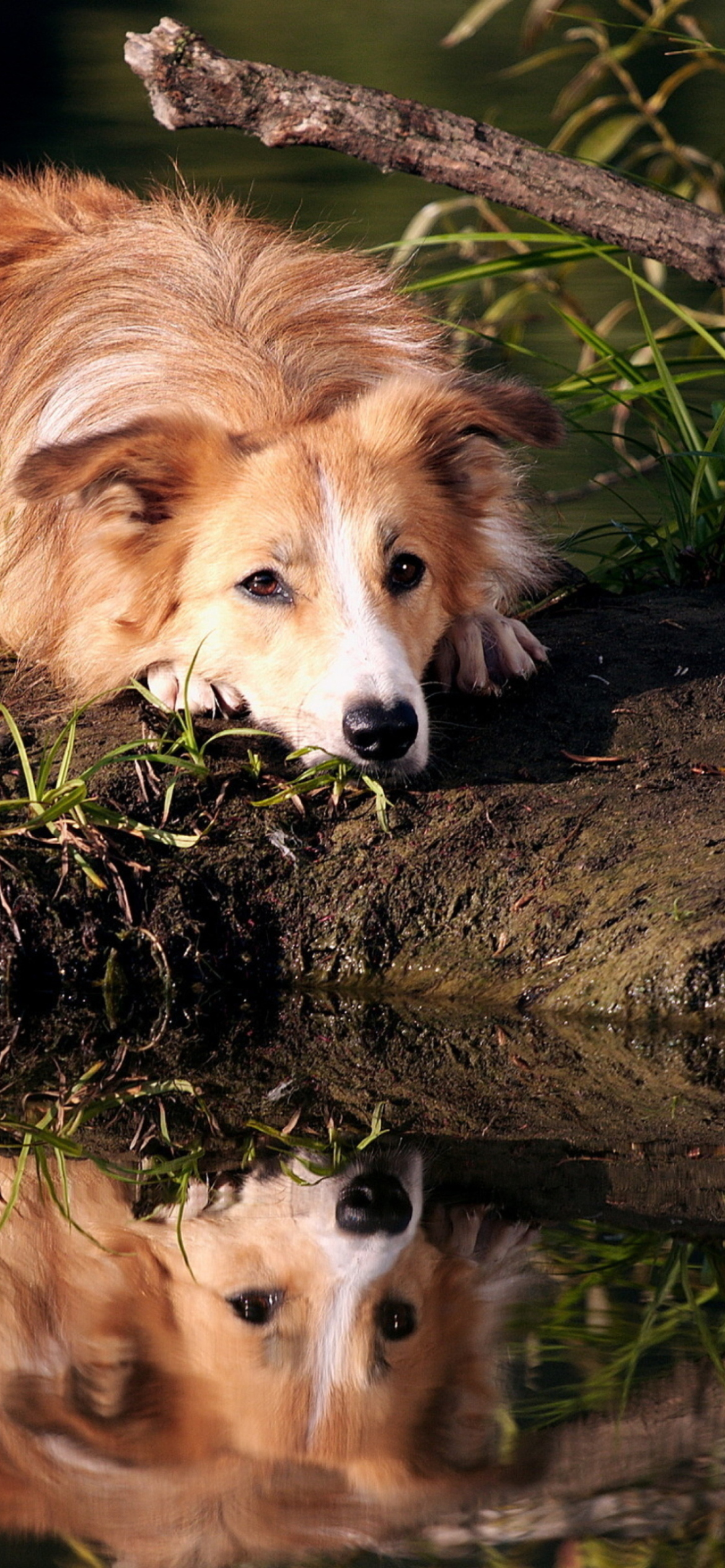 Screenshot №1 pro téma Ginger Dog Resting By Lake 1170x2532