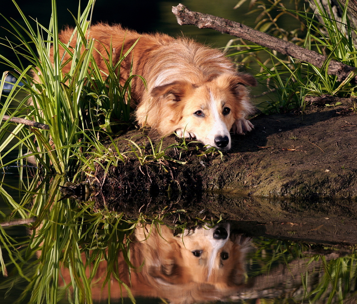 Fondo de pantalla Ginger Dog Resting By Lake 1200x1024