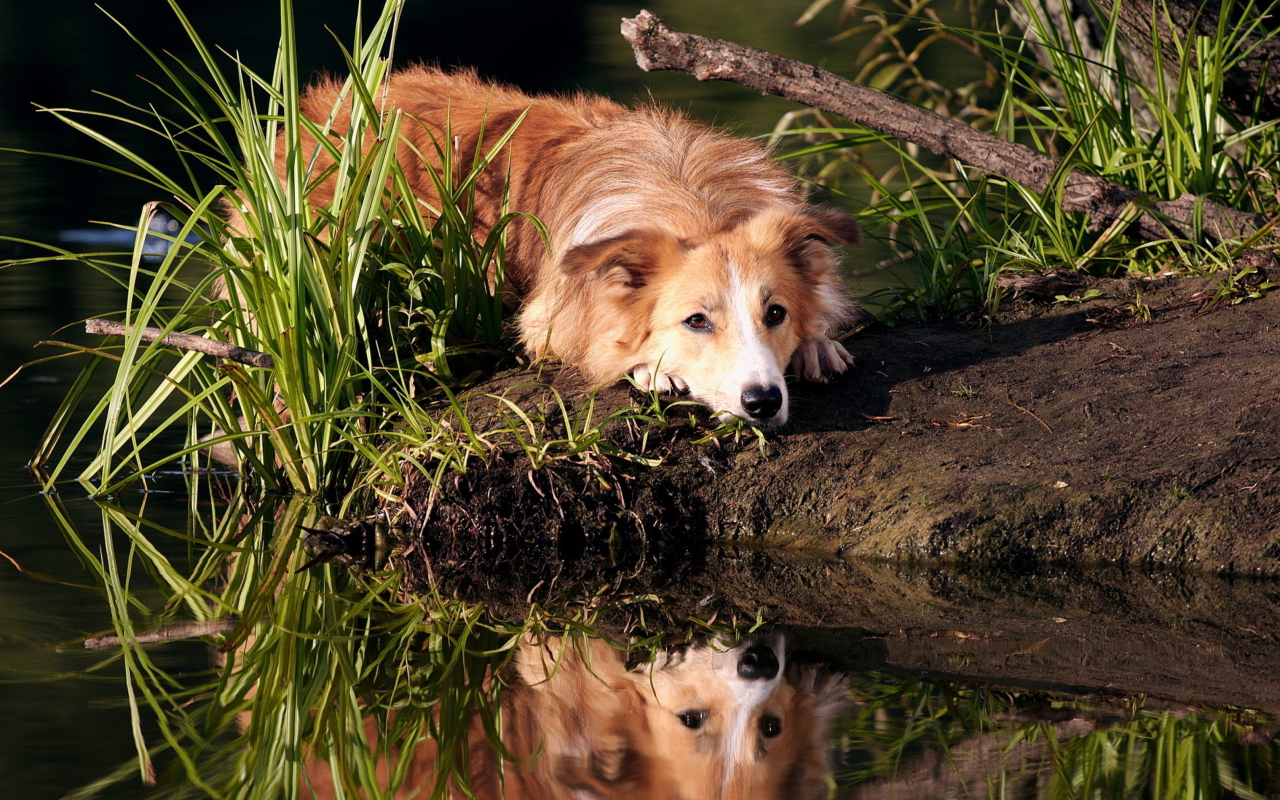 Ginger Dog Resting By Lake wallpaper 1280x800