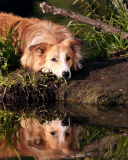 Screenshot №1 pro téma Ginger Dog Resting By Lake 128x160