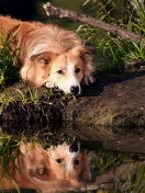 Обои Ginger Dog Resting By Lake 132x176