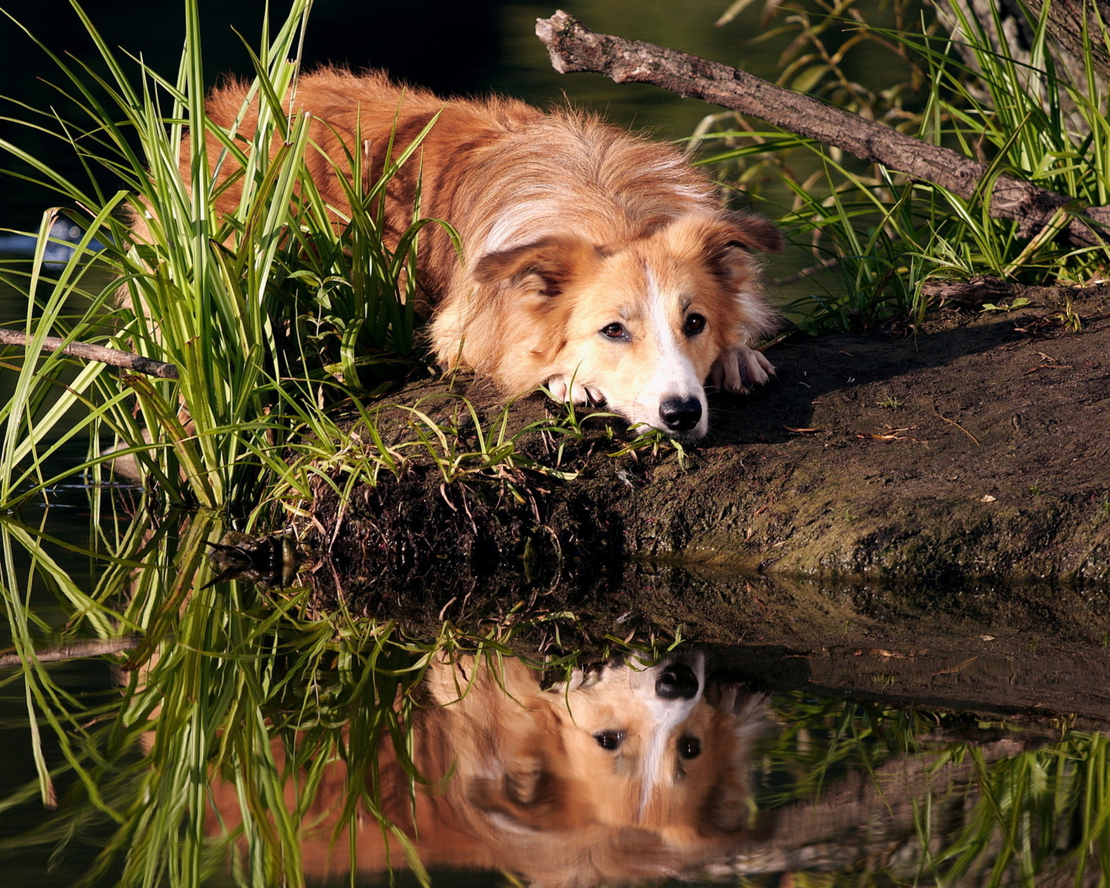 Обои Ginger Dog Resting By Lake 1600x1280
