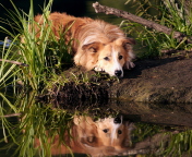 Sfondi Ginger Dog Resting By Lake 176x144