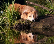 Das Ginger Dog Resting By Lake Wallpaper 176x144