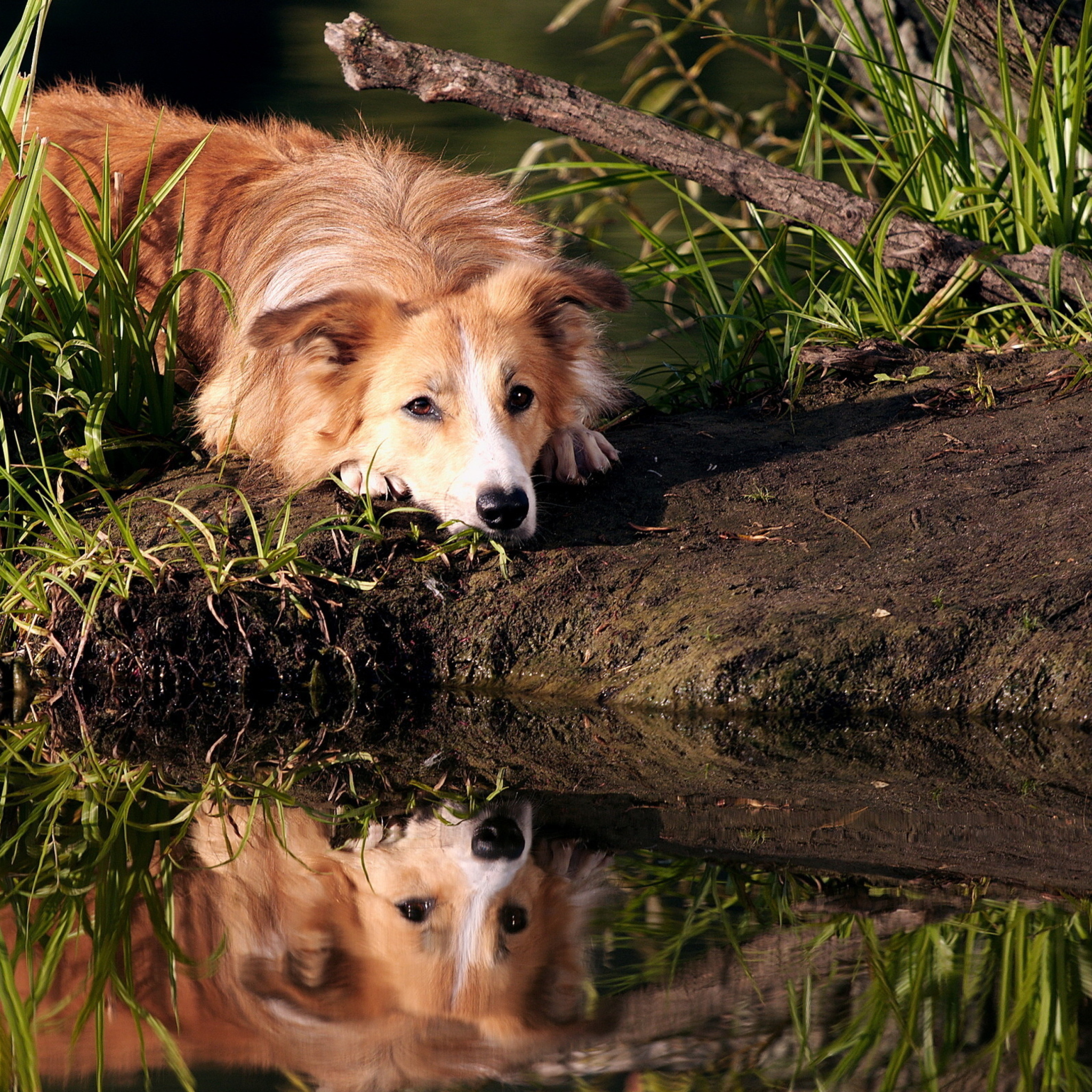 Fondo de pantalla Ginger Dog Resting By Lake 2048x2048