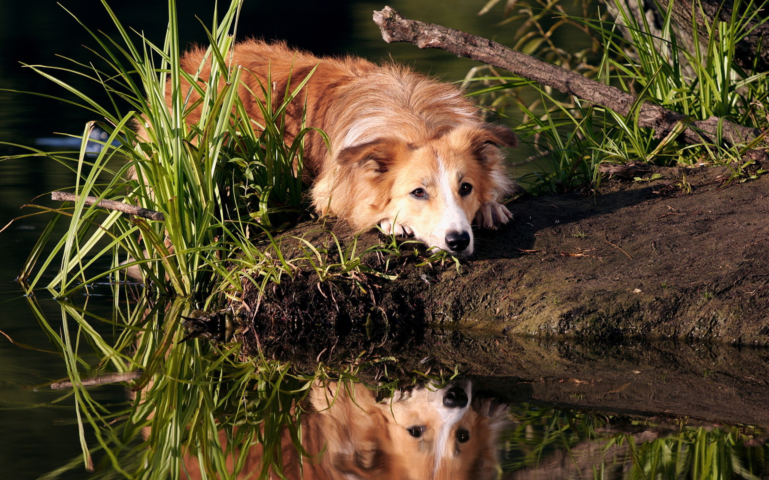 Screenshot №1 pro téma Ginger Dog Resting By Lake 2560x1600