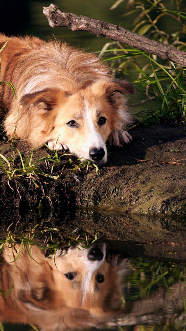 Screenshot №1 pro téma Ginger Dog Resting By Lake 640x1136