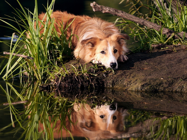 Das Ginger Dog Resting By Lake Wallpaper 640x480