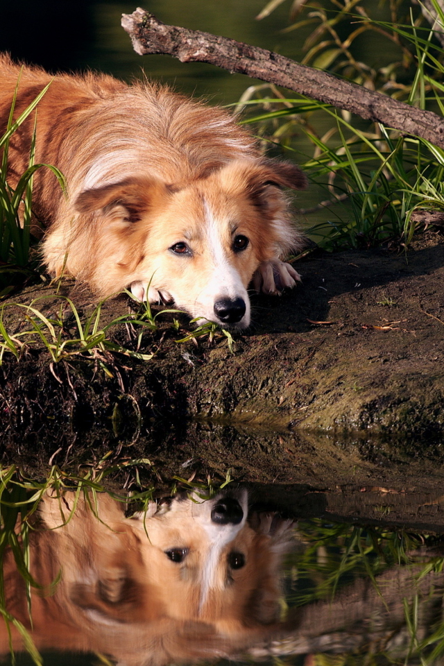 Das Ginger Dog Resting By Lake Wallpaper 640x960