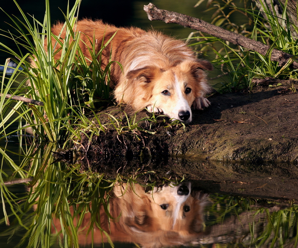 Обои Ginger Dog Resting By Lake 960x800