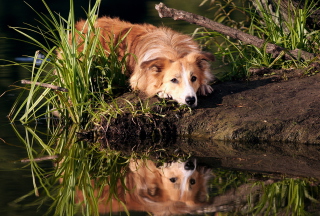 Kostenloses Ginger Dog Resting By Lake Wallpaper für Android, iPhone und iPad