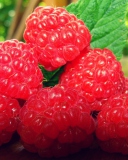 Raspberries screenshot #1 128x160