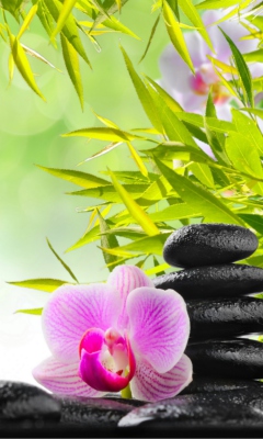 Thai Flowers screenshot #1 240x400