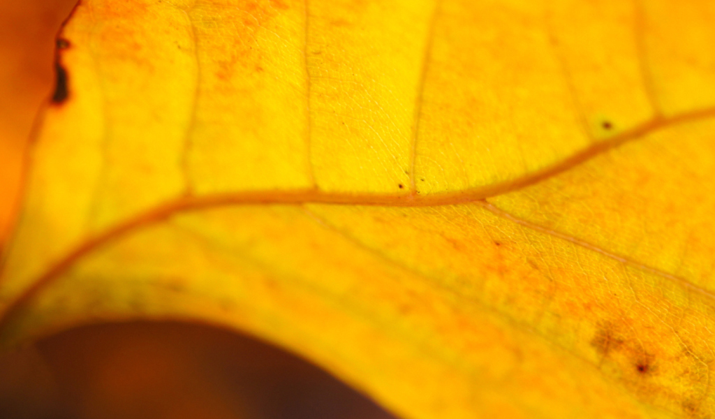 Orange Leaf wallpaper 1024x600