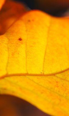 Das Orange Leaf Wallpaper 240x400