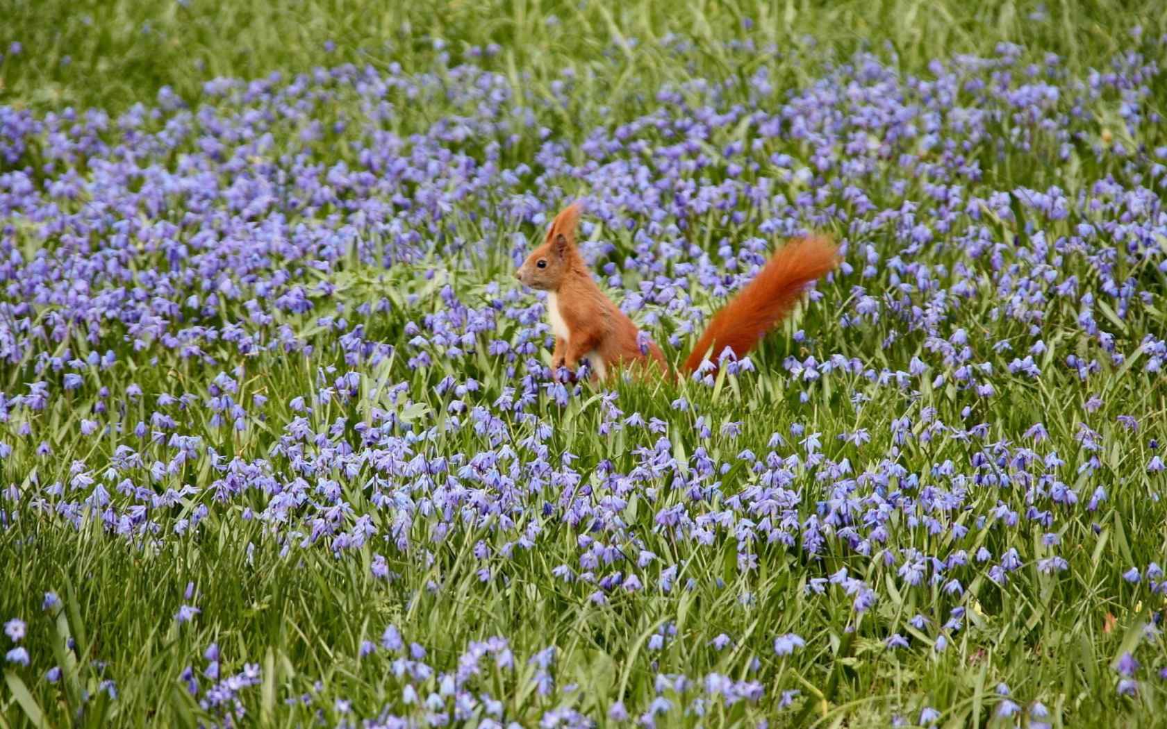Sfondi Squirrel And Blue Flowers 1680x1050