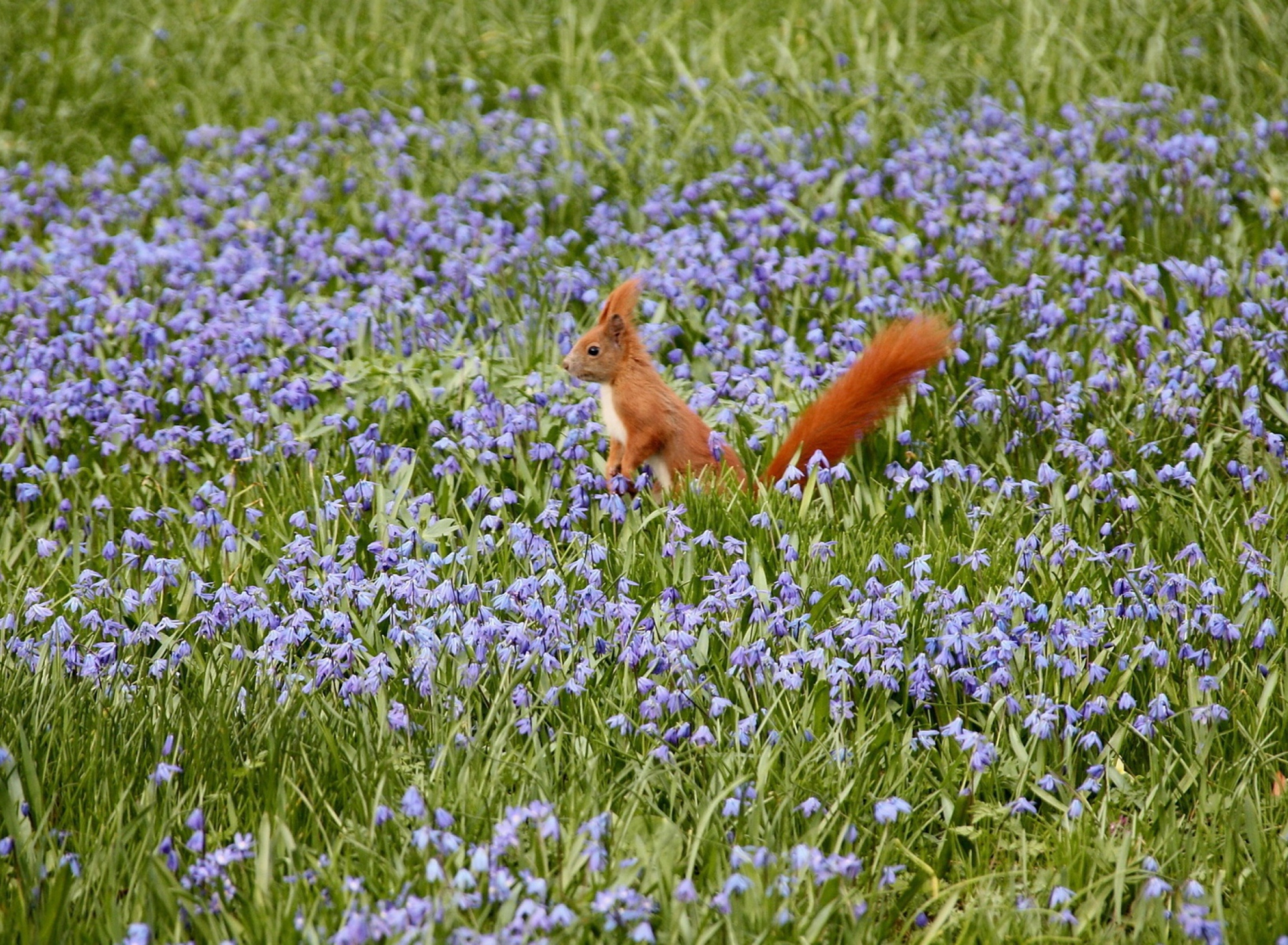 Squirrel And Blue Flowers wallpaper 1920x1408