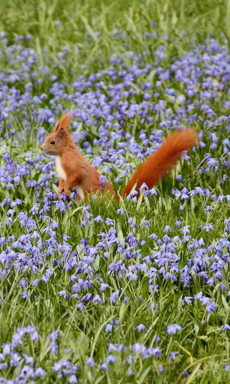 Screenshot №1 pro téma Squirrel And Blue Flowers 768x1280