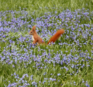 Squirrel And Blue Flowers - Obrázkek zdarma pro 1024x1024