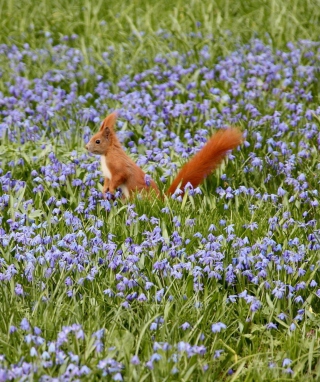 Squirrel And Blue Flowers - Obrázkek zdarma pro 750x1334