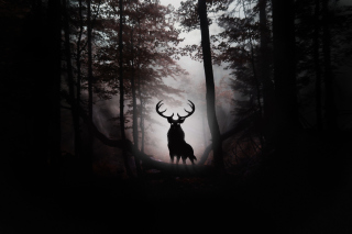 Deer In Dark Forest - Obrázkek zdarma 