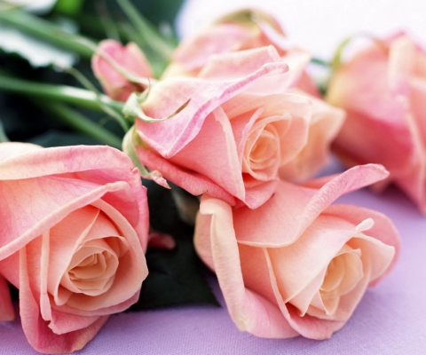 Обои Pink Roses Bouquet 480x400
