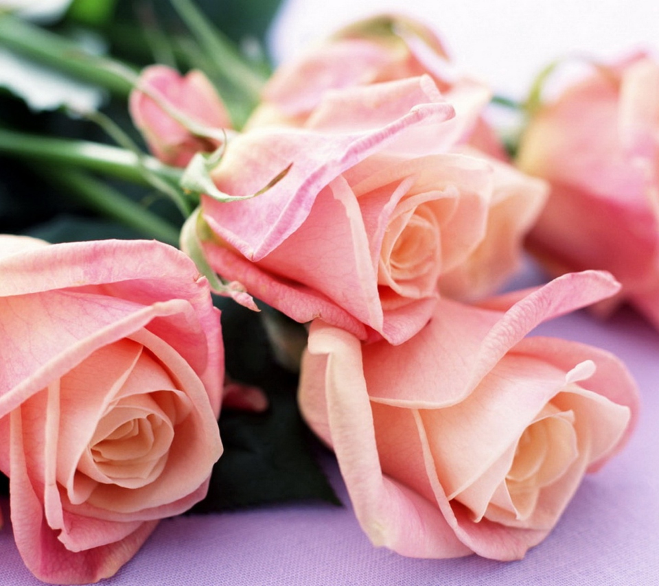 Das Pink Roses Bouquet Wallpaper 960x854