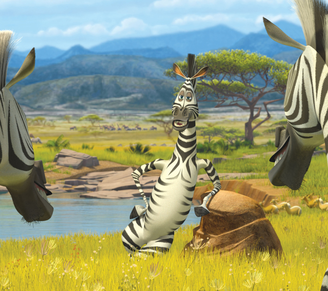 Fondo de pantalla Zebra From Madagascar 1080x960