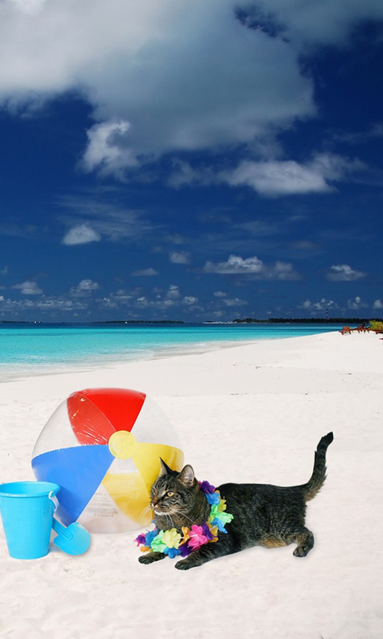 Das Cat On The Beach Wallpaper 768x1280