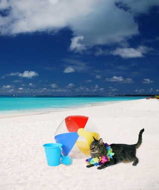 Kostenloses Cat On The Beach Wallpaper für iPhone 6