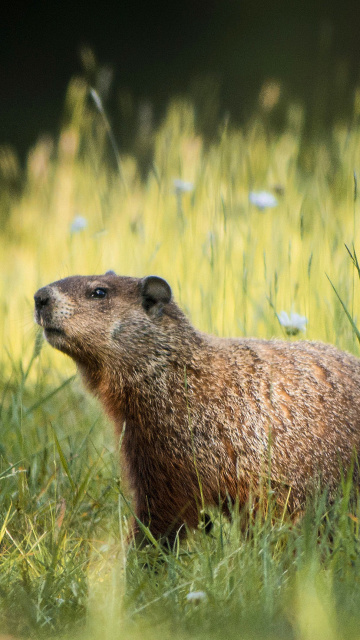 Fondo de pantalla Marmot 360x640