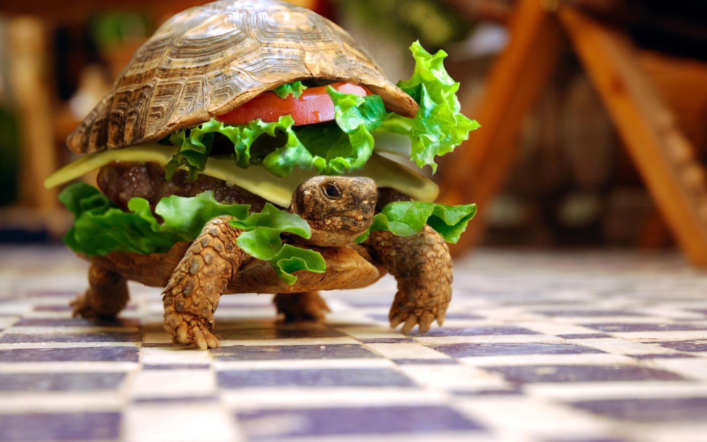 Das Turtle Burger Wallpaper 1440x900