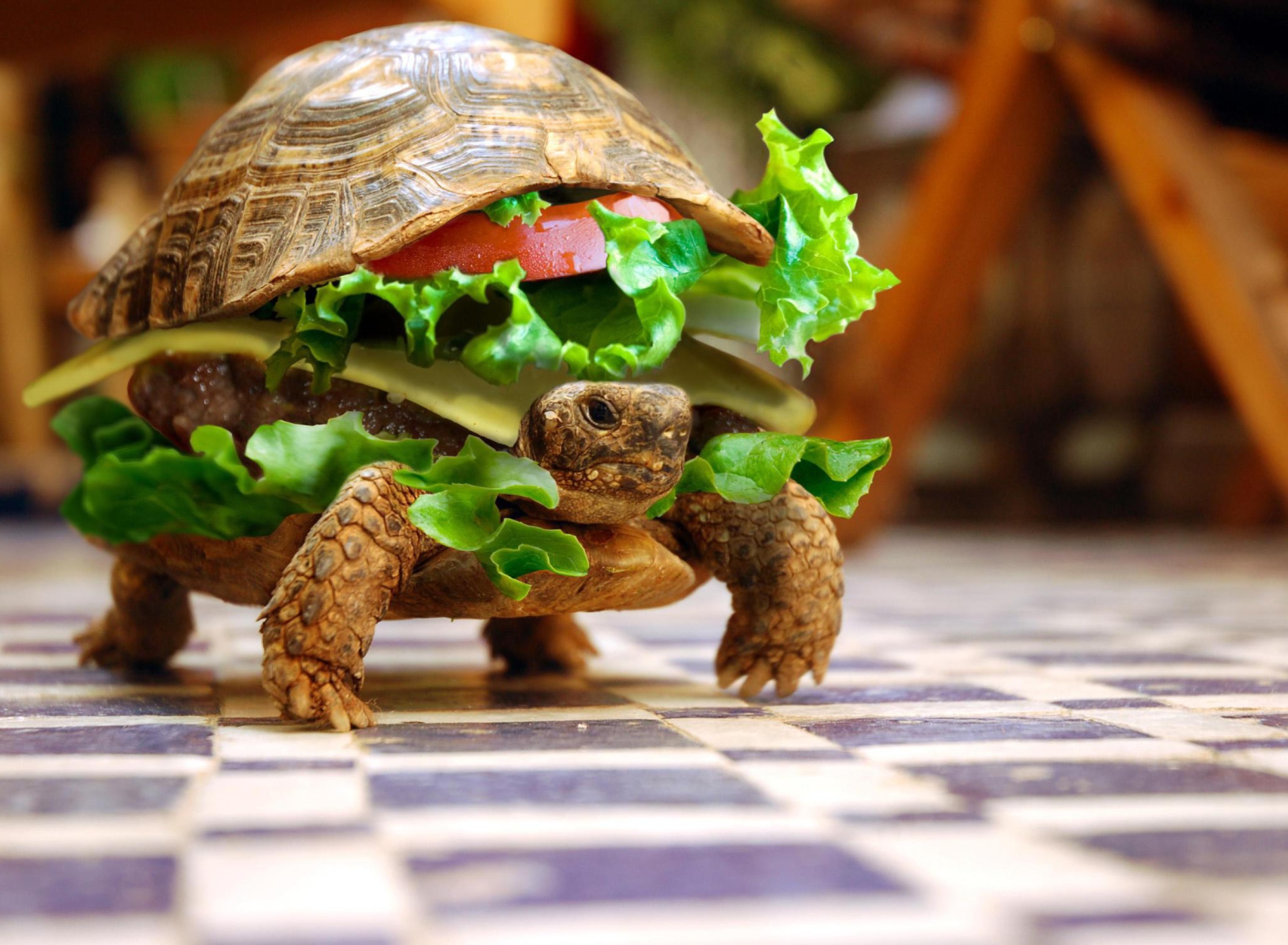 Обои Turtle Burger 1920x1408