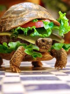Turtle Burger wallpaper 240x320