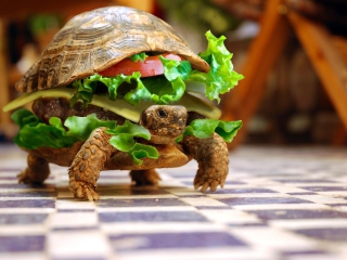 Turtle Burger wallpaper 320x240