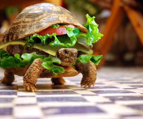 Das Turtle Burger Wallpaper 480x400
